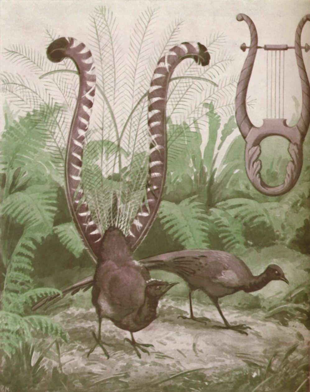ライア鳥の素晴らしい尾、1935 作： 不明