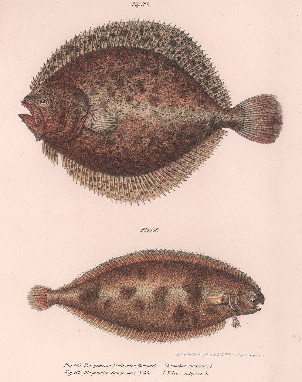 Turbot、Rhombus maximus、Common Sole Solea vulgaris、c.1850s 作： 不明