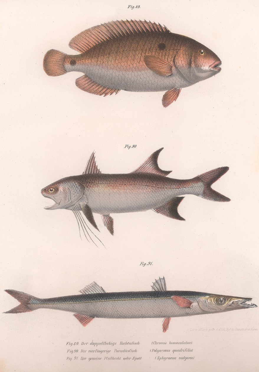 2スポットBimaculus、African Redfin、Common Barracuda、c.1850s 作： 不明