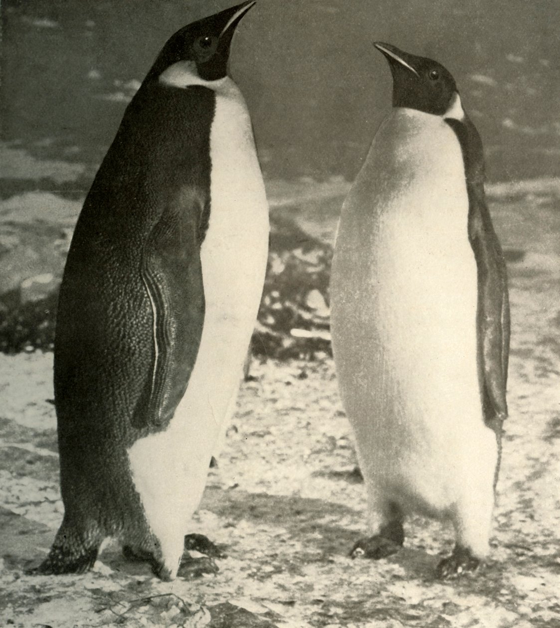 2つの皇帝ペンギン、c1908、1909。 作： 不明