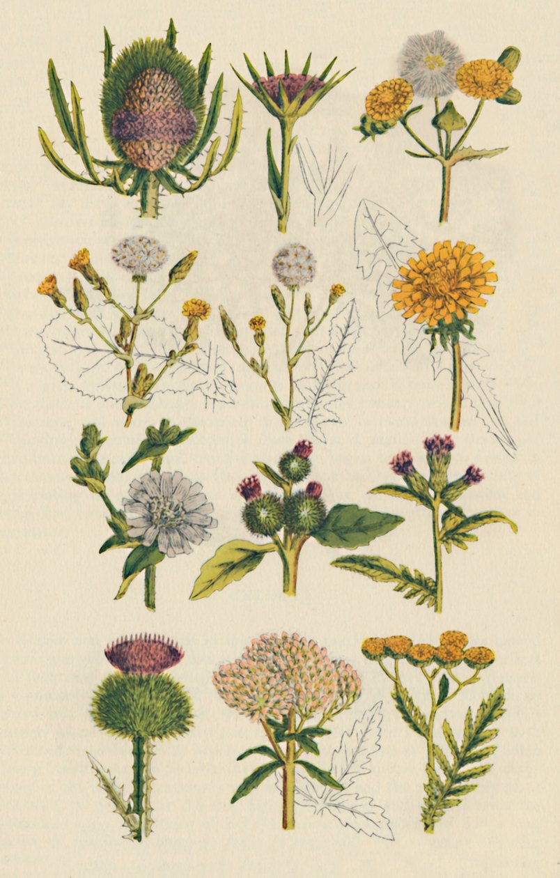 イギリスの野生の花の品種、1947 作： 不明
