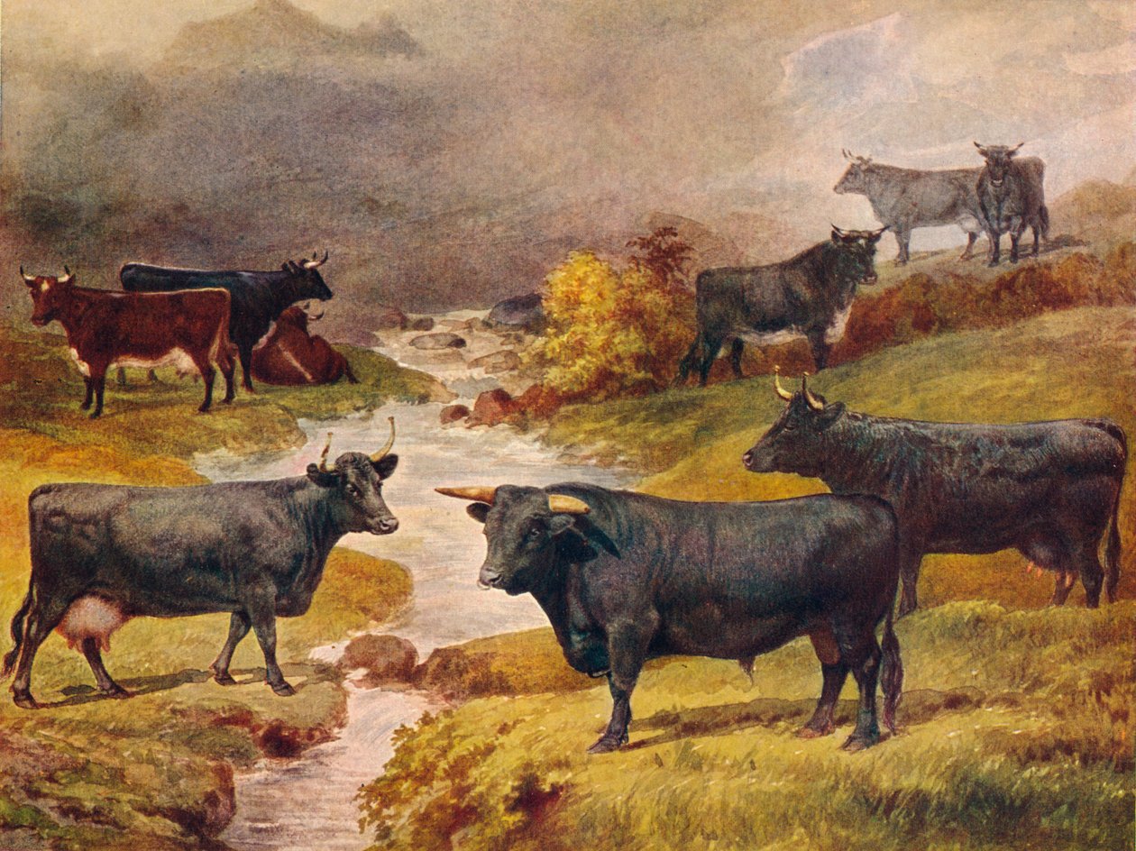 ウェールズの黒牛、c1906 c1910 作： 不明