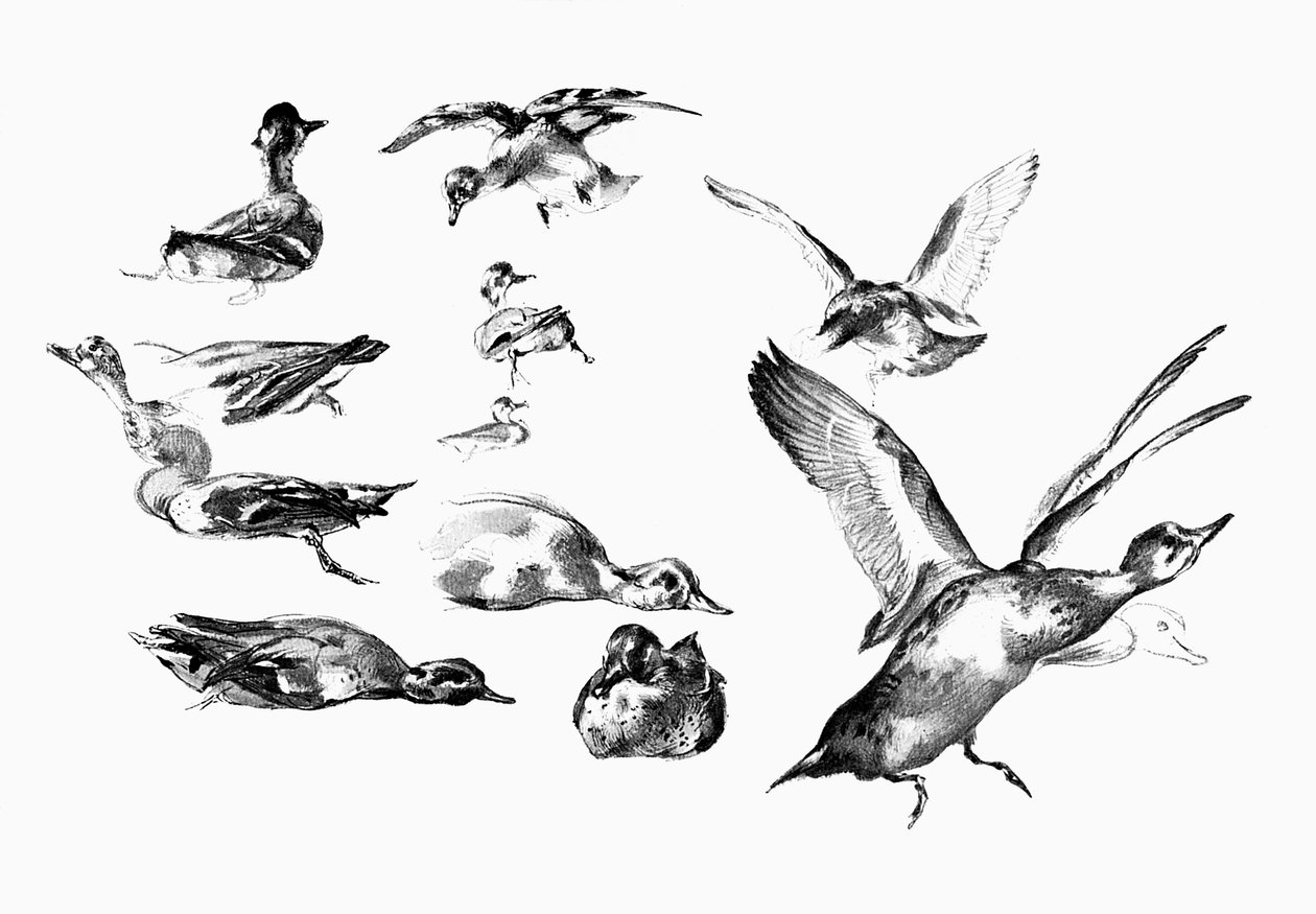 野生のカモ、1901 作： 不明