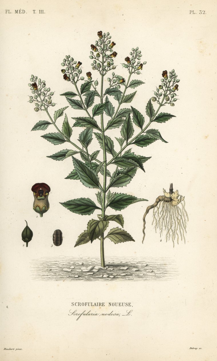 ウッドランドフィグワート、Scrophularia nodosa、Scrofulaire noueuse 作： 不明