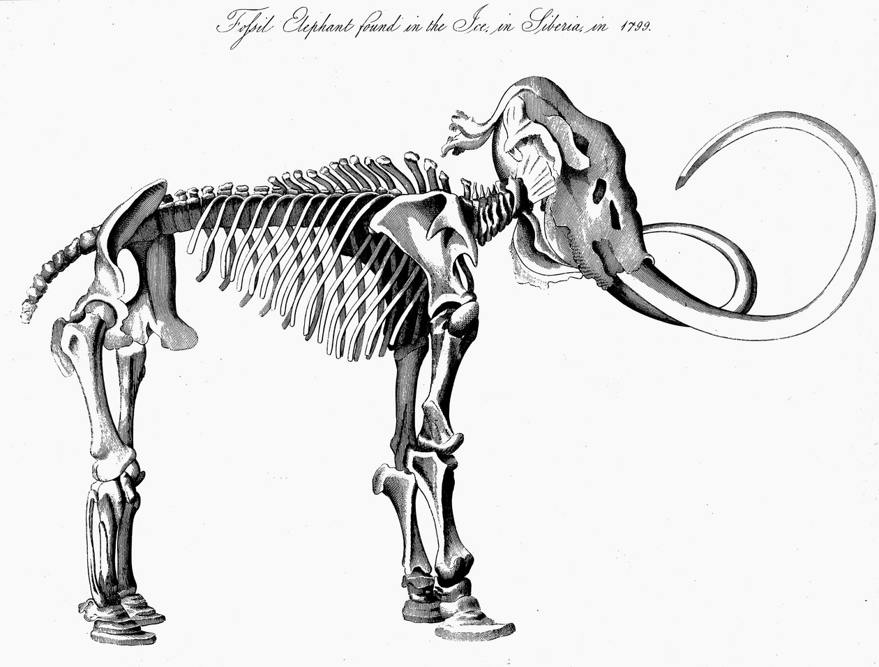 マンモスのマンモスの骨格、1830年 作： 不明