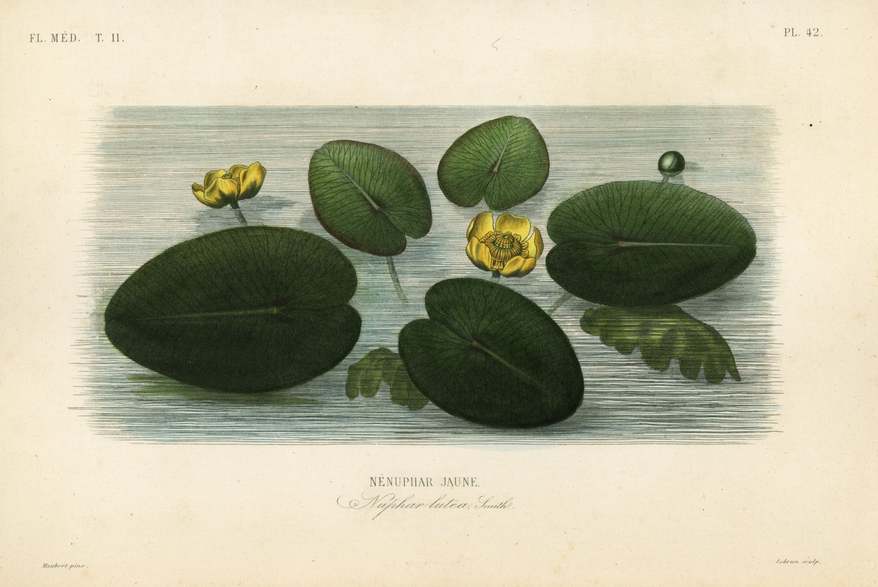 黄色い睡蓮、Nuphar lutea、Nenuphar jaune（ネヌファー・ルテア、ネヌファー・ジョーヌ 作： 不明