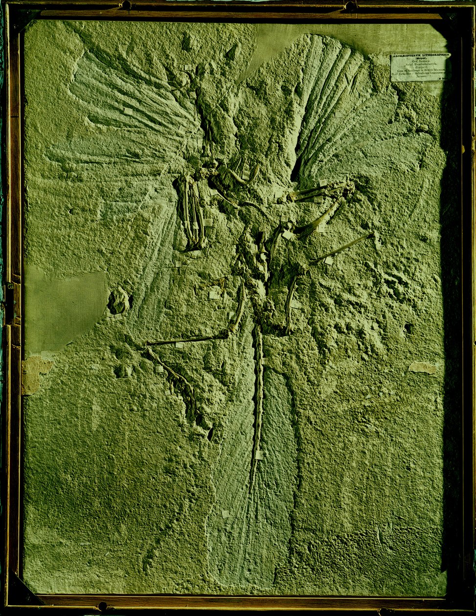 Archeopteryx lithographicaのキャスト 作： 不明不明