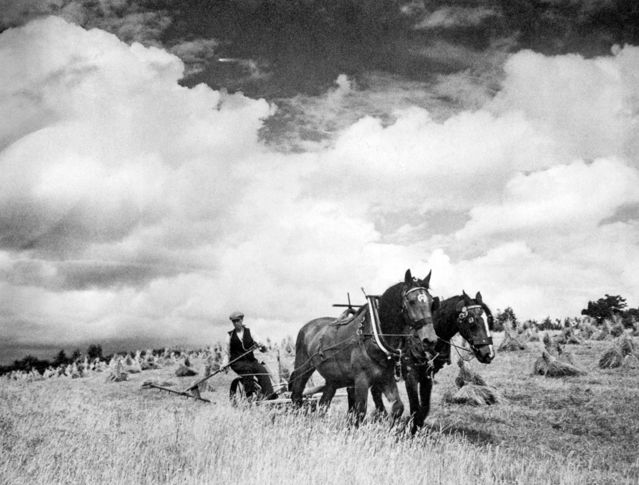 アイリッシュライグラスの収穫、1940年 作： 不明不明