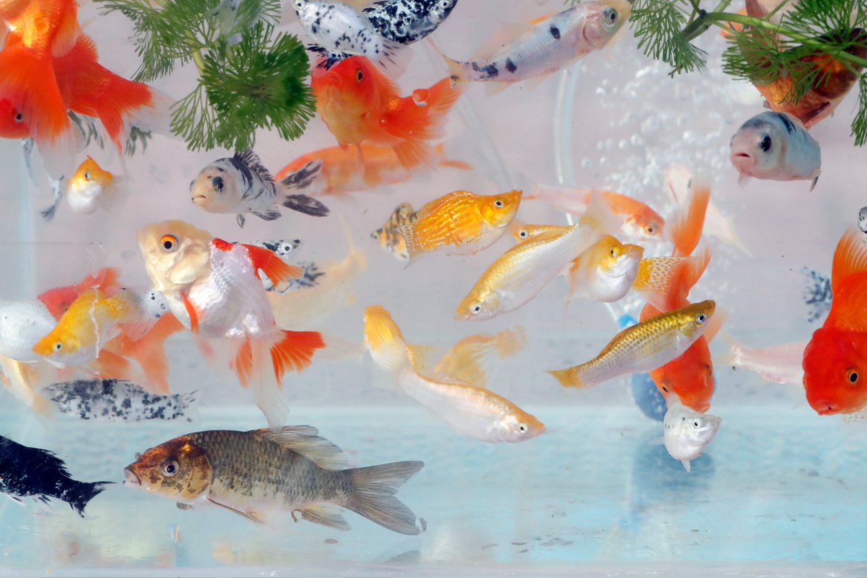 ベトナムのカイベにあるペットショップの水族館の多くの金魚 作： 不明不明