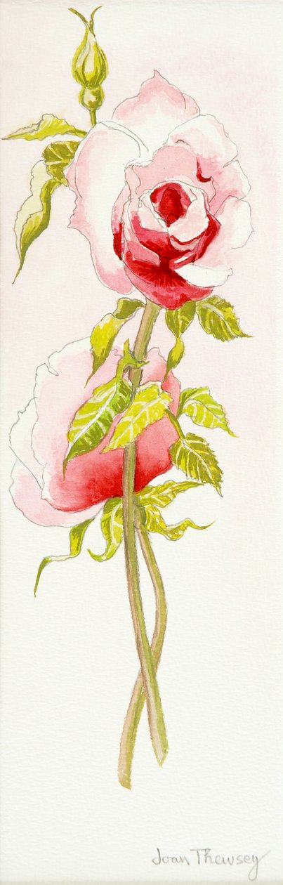 不明な画像 作： 不明不明