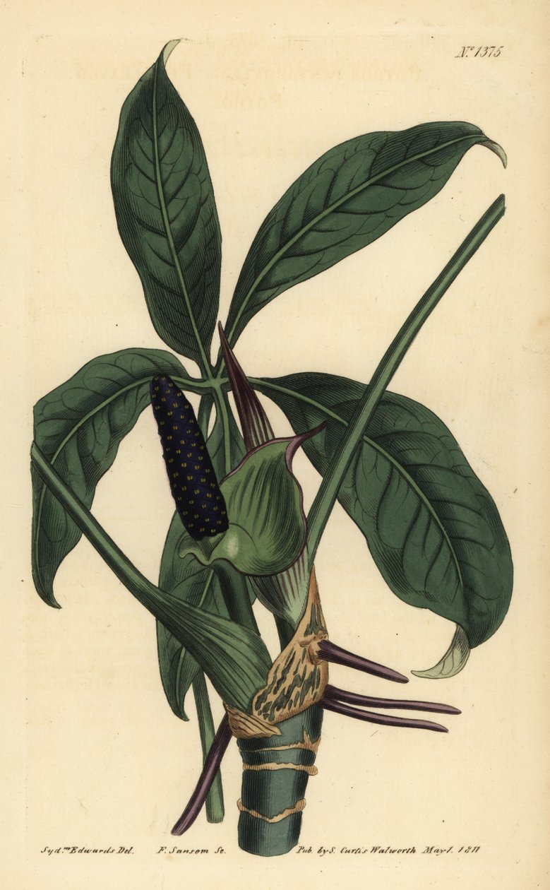 Anthurium palmatum (五葉のポトス、Pothos pentaphylla) 作： 不明
