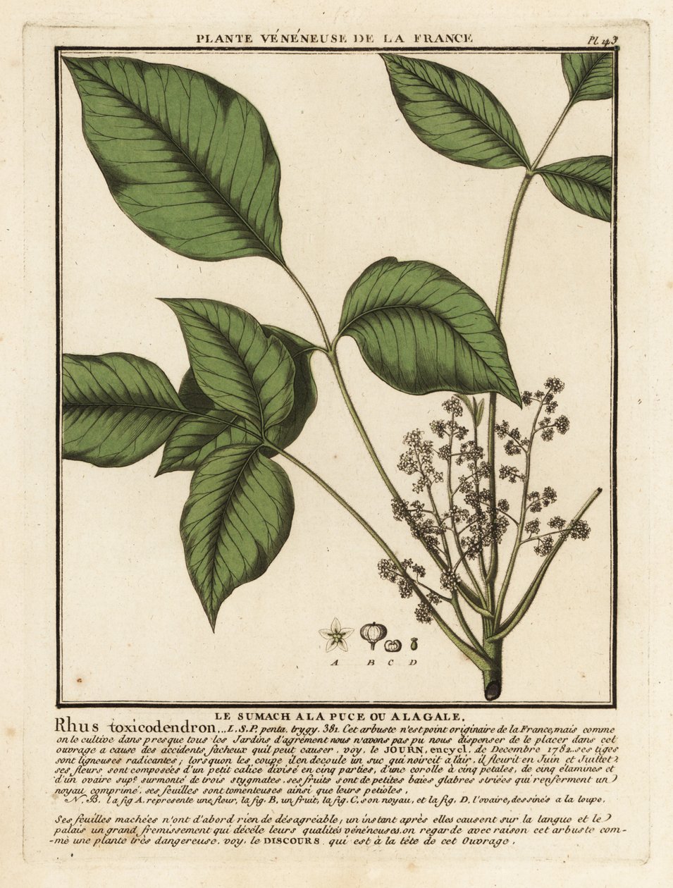 大西洋毒オーク、Toxicodendron pubescens。 作： 無名の画家
