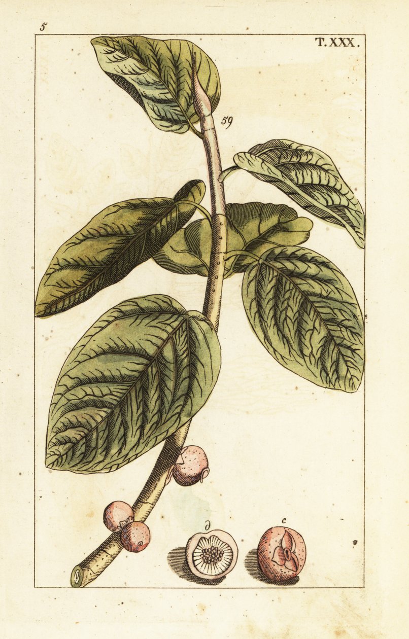 バンヤン イチジク ブランチ フルーツ、Ficus benghalensis。 作： 無名の画家