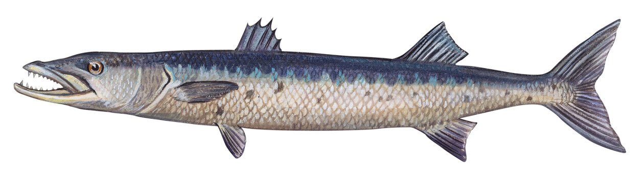 バラクーダ - オオバラクーダ (Sphyraena barracuda) 作： 無名の画家