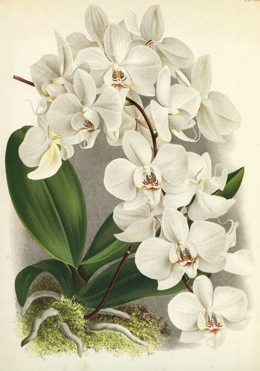 ボタニカルボード/Phalaenopsis amabilis/Phalaenopsis gigantea/Lindenia 作： 不明