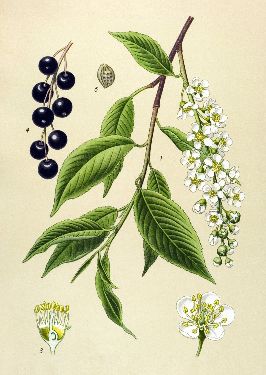 植物板・植物：サクラ（Prunus padus） 作： 無名の画家