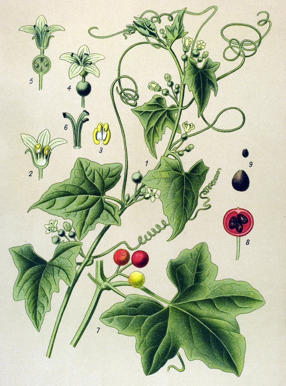 植物ボード、植物: Dioic bryone (Bryonia dioica) 作： 無名の画家