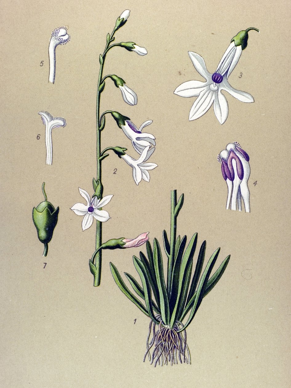 植物ボード、植物：ロベリア（Lobelia dortmanna） 作： 無名の画家