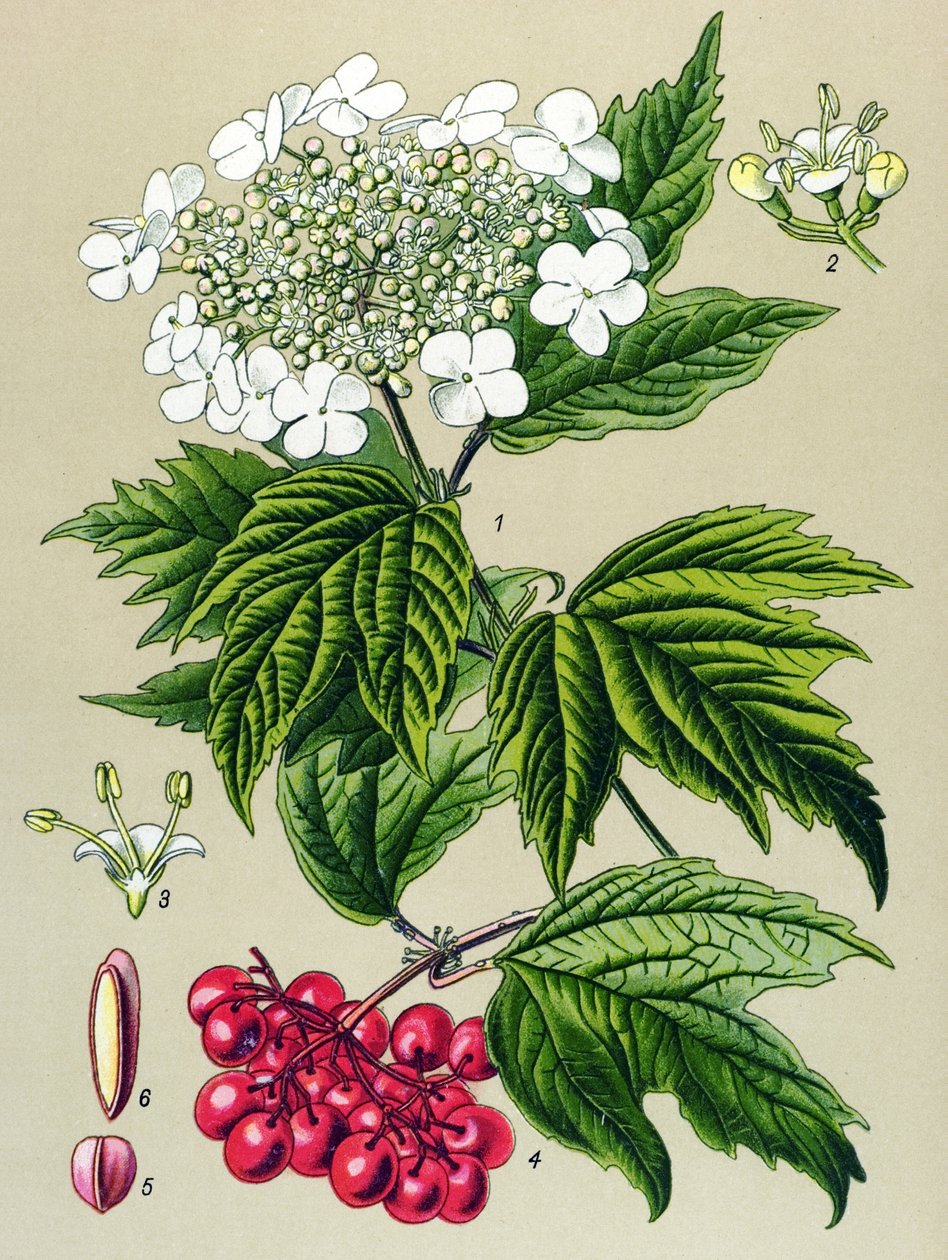 植物ボード、植物: ガマズミ属の木 (Viburnum opulus) 作： 無名の画家