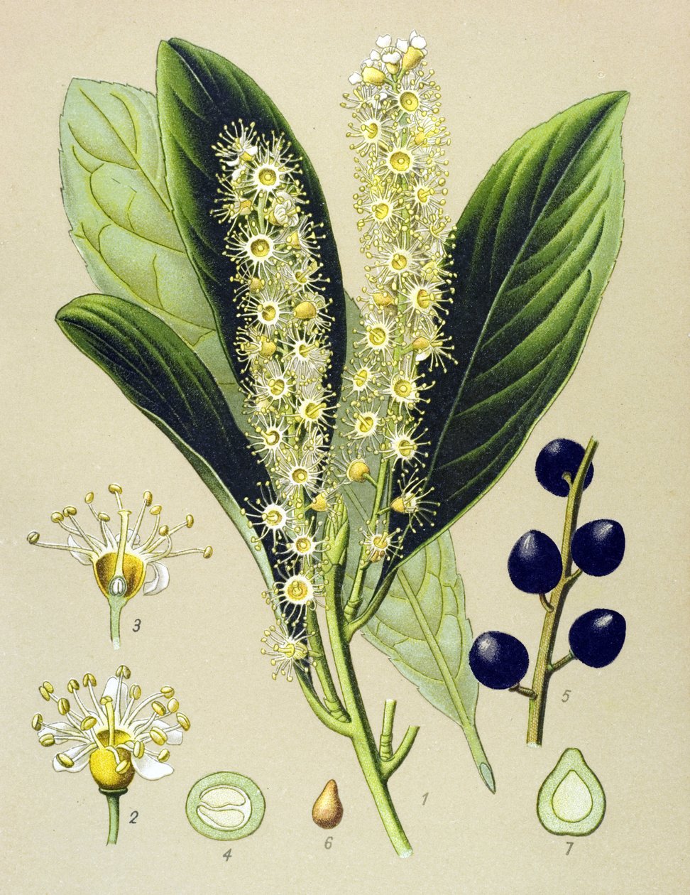 植物ボード、植物: チェリーベイ (Prunus Laurocerasus) 作： 無名の画家