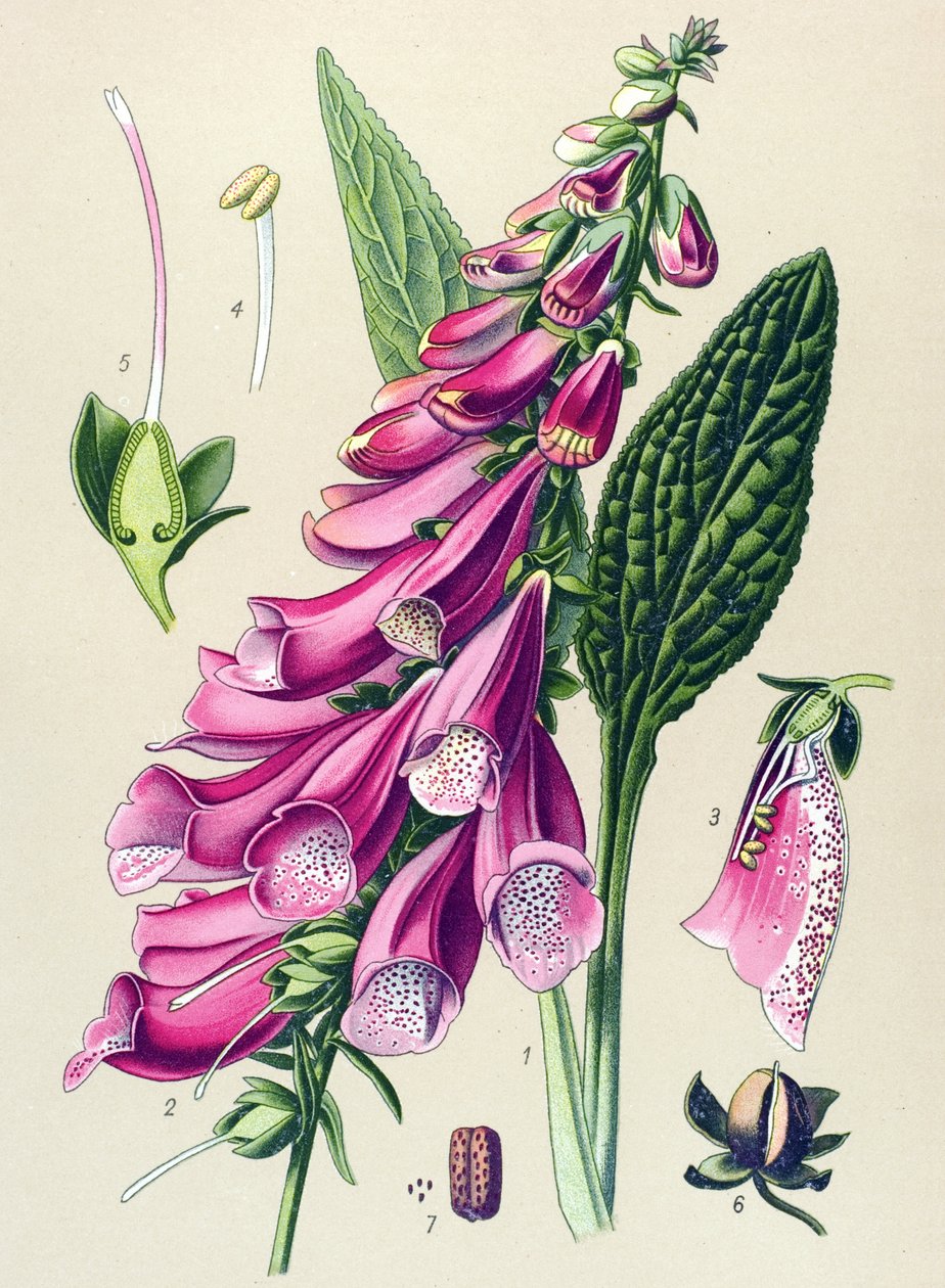植物ボード、植物: 紫色のデジタル (Digitalis purpurea) 作： 無名の画家
