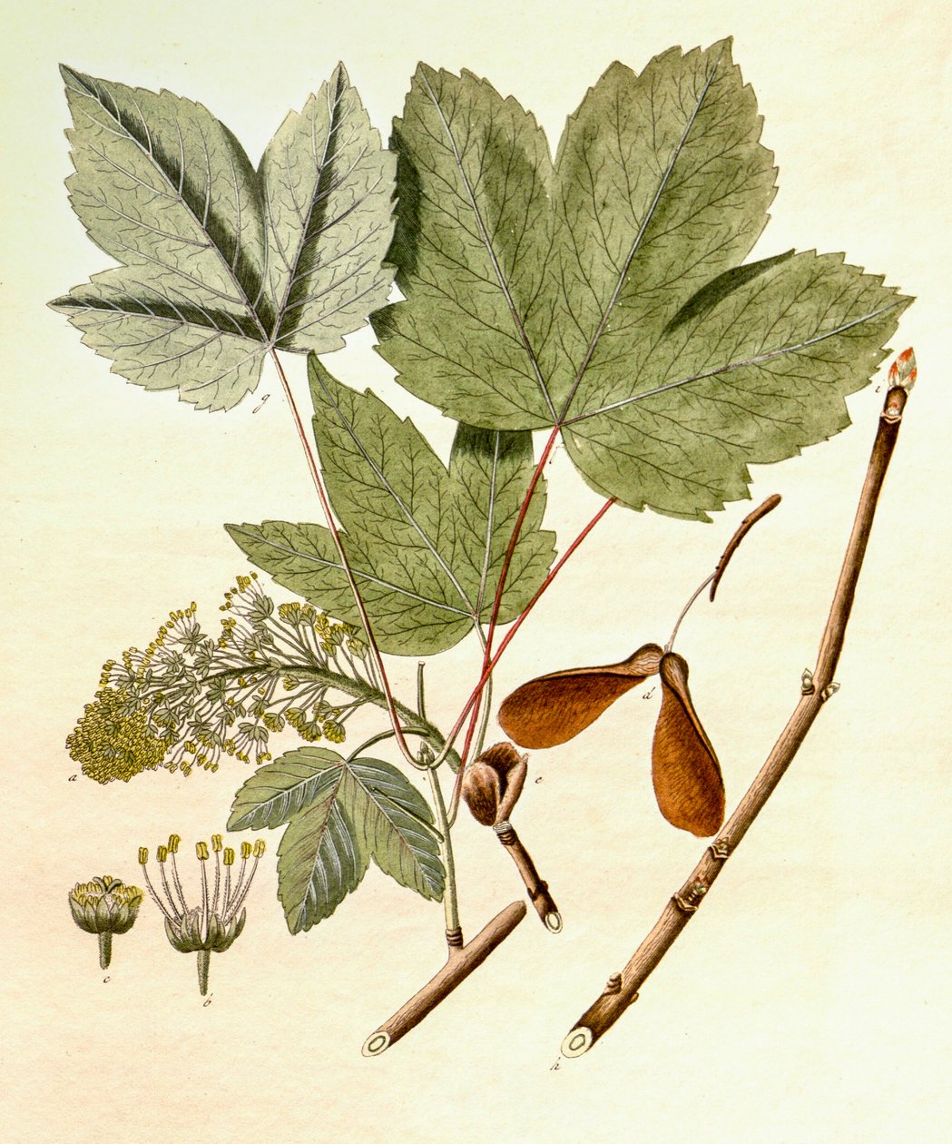 植物図鑑/Acer pseudoplatanus/Sycamore Maple 作： 不明