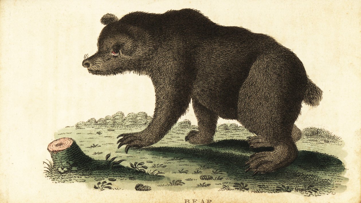 ヒグマ、Ursus arctos.、1800 年 (彫刻) 作： 無名の画家