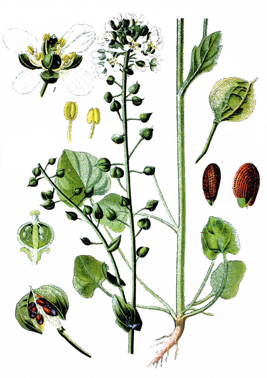 コモン・スクルビーグラス, Cochlearia officinalis 作： 無名の画家