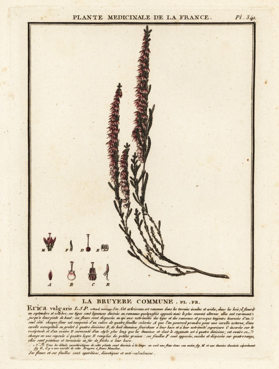 一般的なヘザー、Calluna vulgaris。 作： 無名の画家