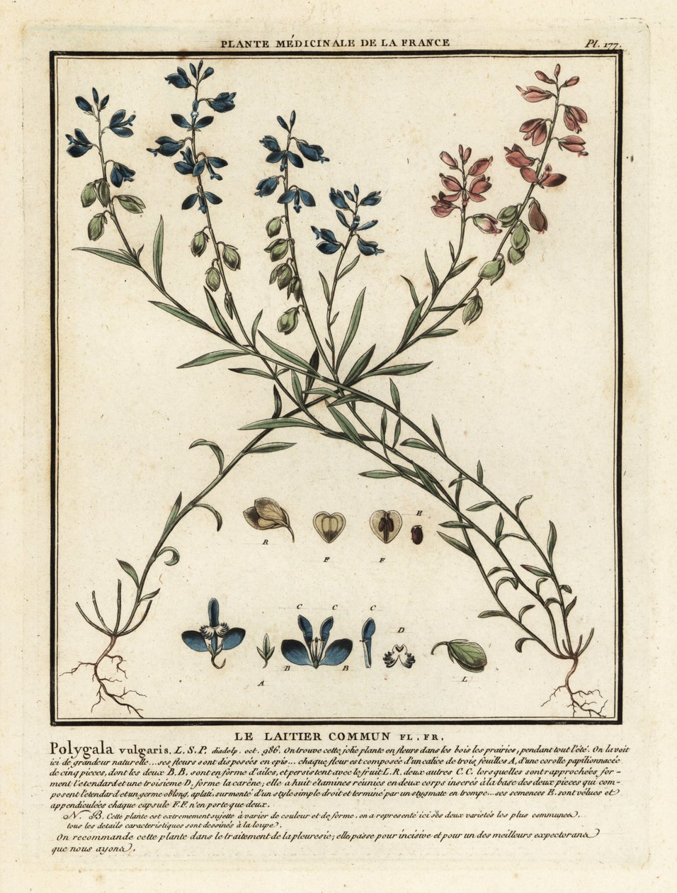 一般的なトウワタ、Polygala vulgaris。 作： 無名の画家