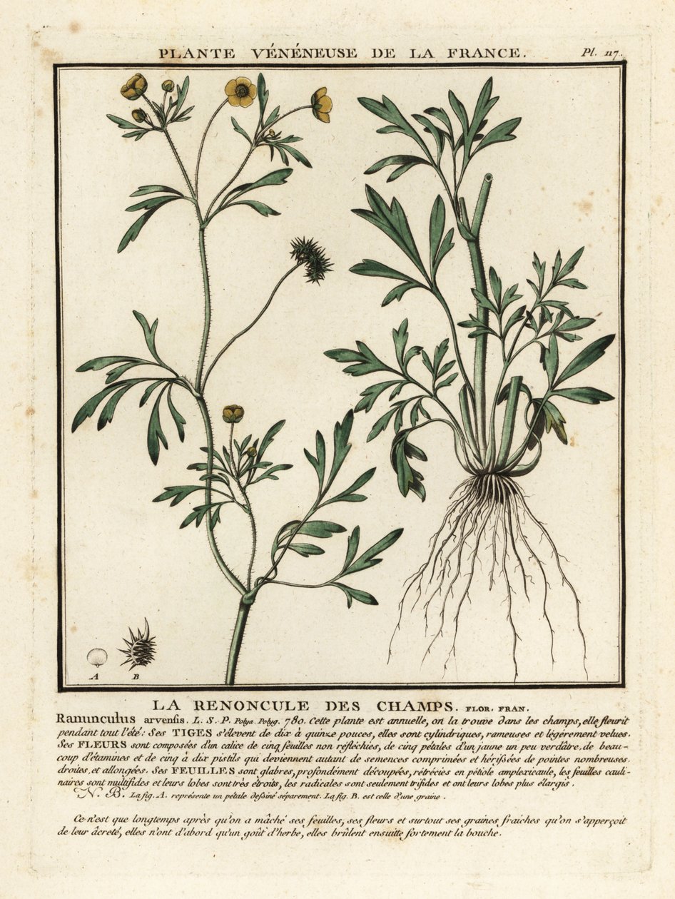 トウモロコシのキンポウゲ、Rananculus arvensis。 作： 無名の画家