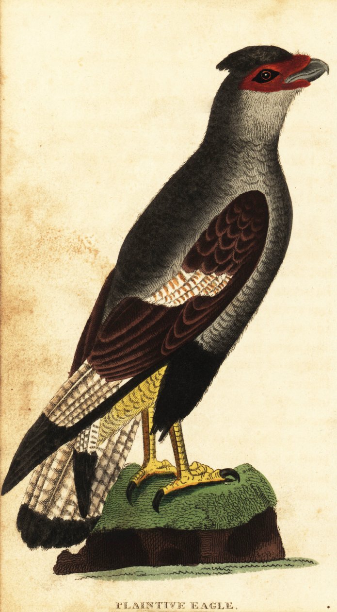 カンムリカラカラ、カラカラプランカス。 ,1800年（刻印） 作： 無名の画家