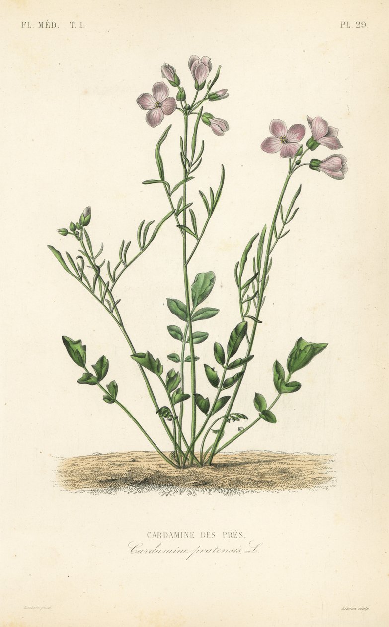 カッコウソウ、Cardamine pratensis、Cardamine des pres 作： 不明