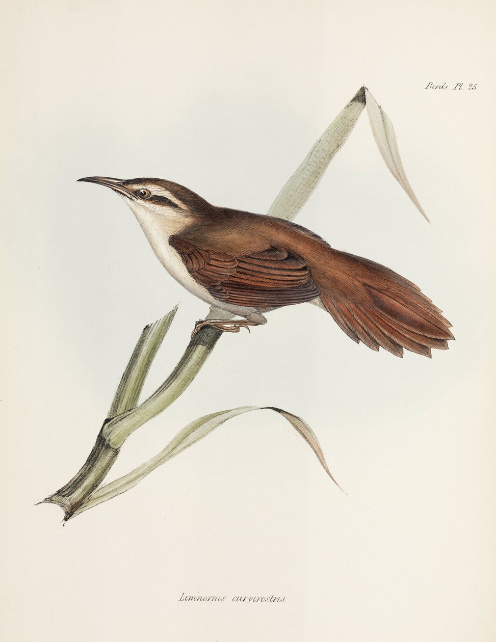 カーブ請求リードハウター、アルゼンチン、c 1832-1836 作： 無名の画家