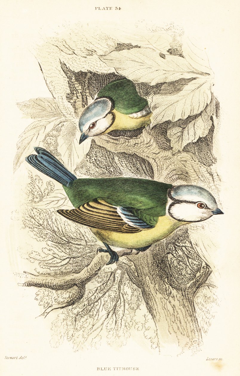 シジュウカラ、Cyanistes caeruleus.1889 (彫刻) 作： 無名の画家