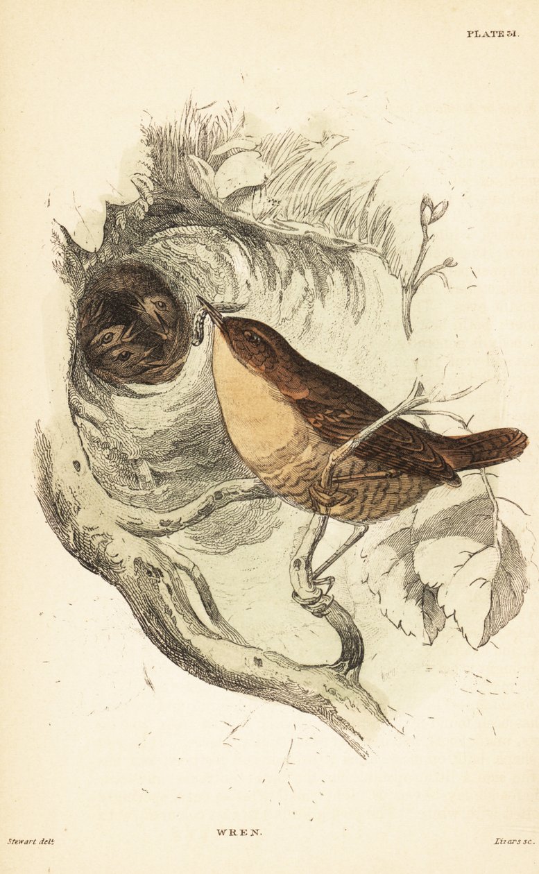 ミソサザイ、Troglodytes troglodytes.1889 (彫刻) 作： 無名の画家