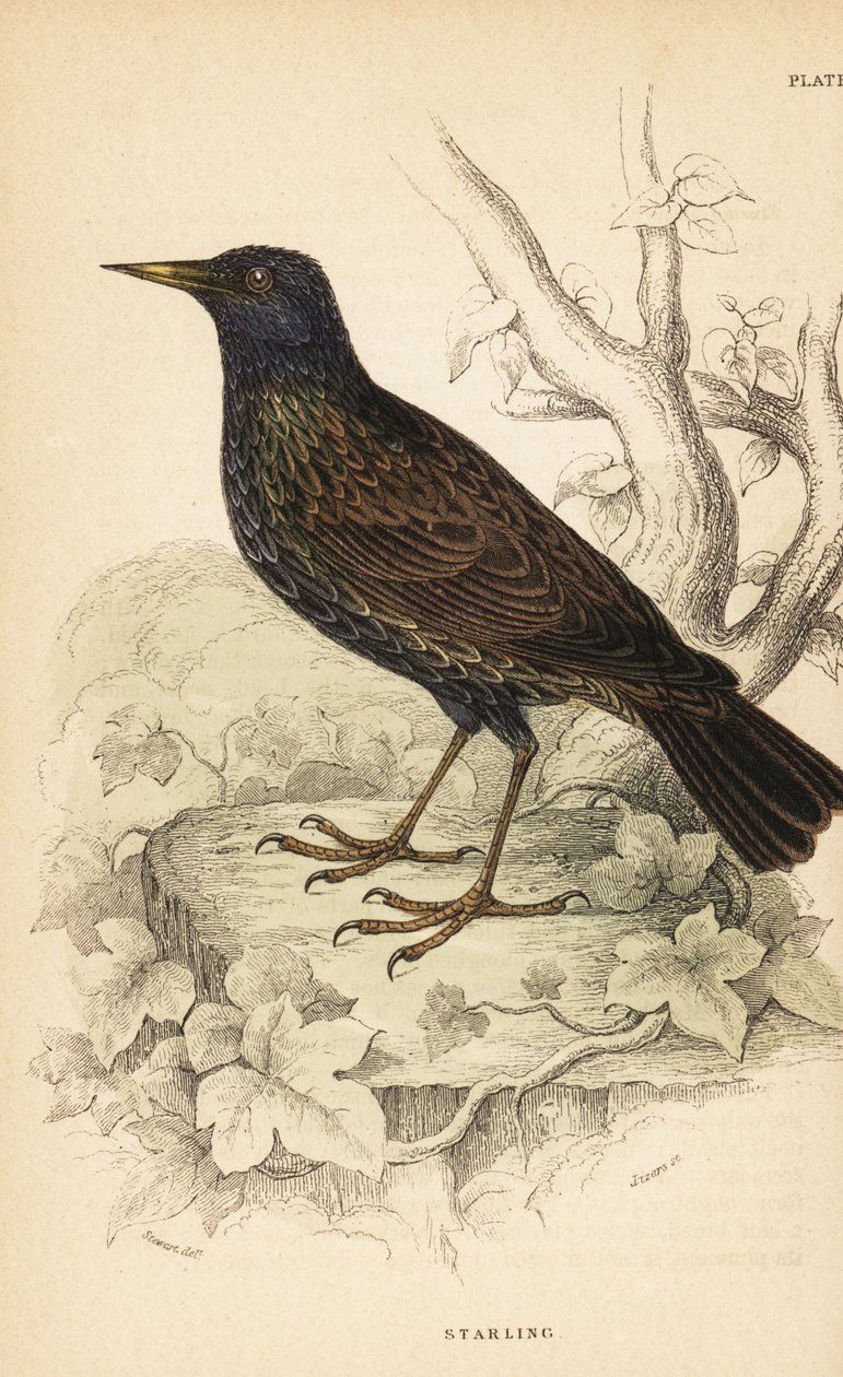 ヨーロッパのムクドリ、Sturnus vulgaris.1889 (彫刻) 作： 無名の画家