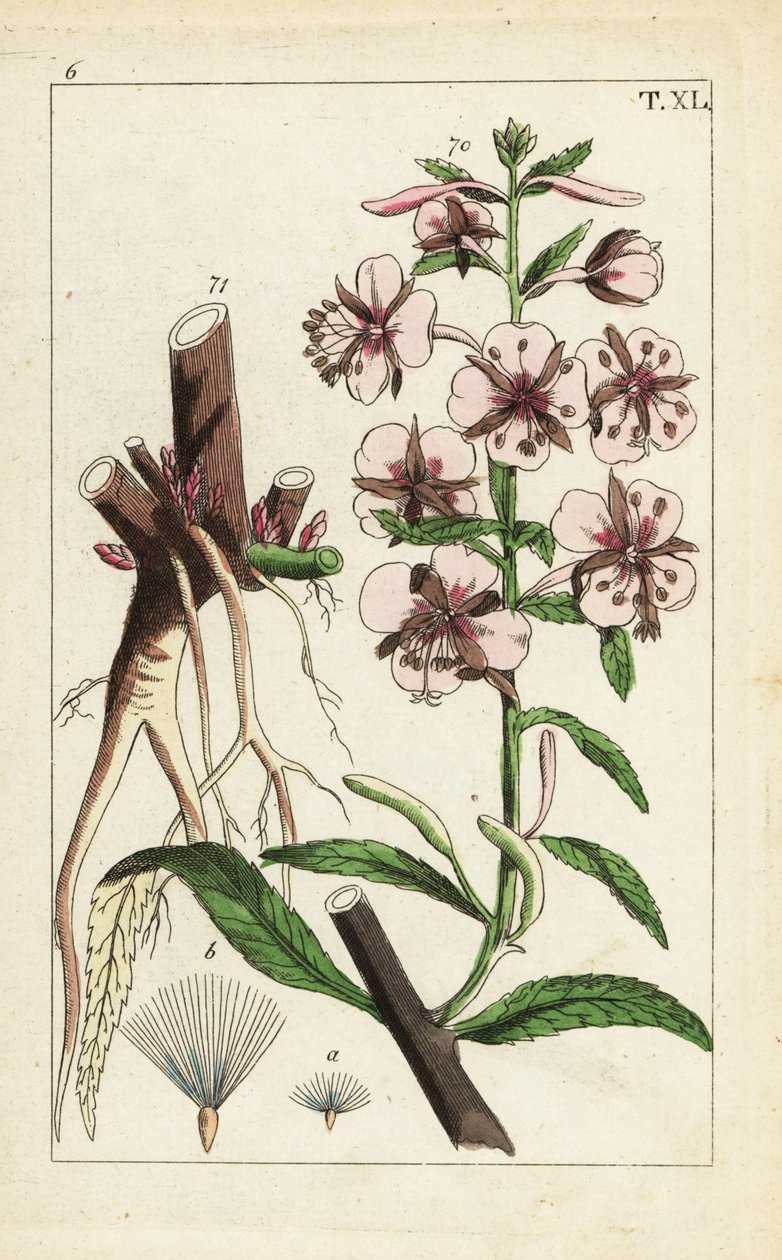 Fireweed、Epilobium angustifolium。 作： 無名の画家