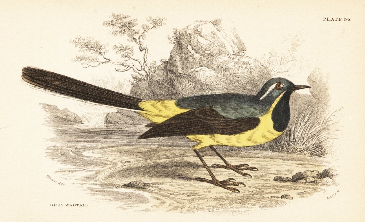 灰色の鶺鴒、Motacilla cinerea。 1889年（彫刻） 作： 無名の画家