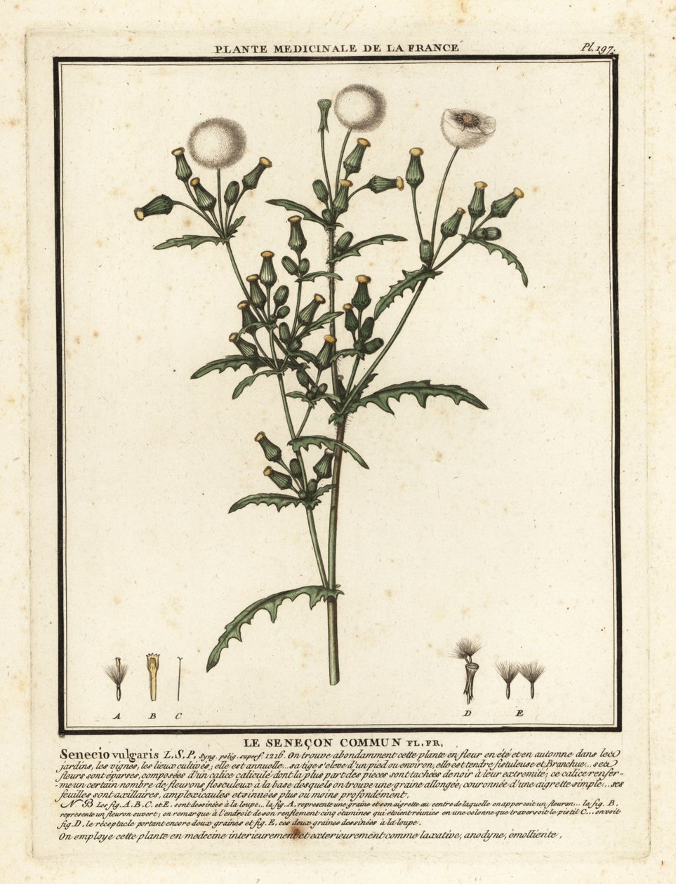 Groundsel、Senecio vulgaris。 作： 無名の画家