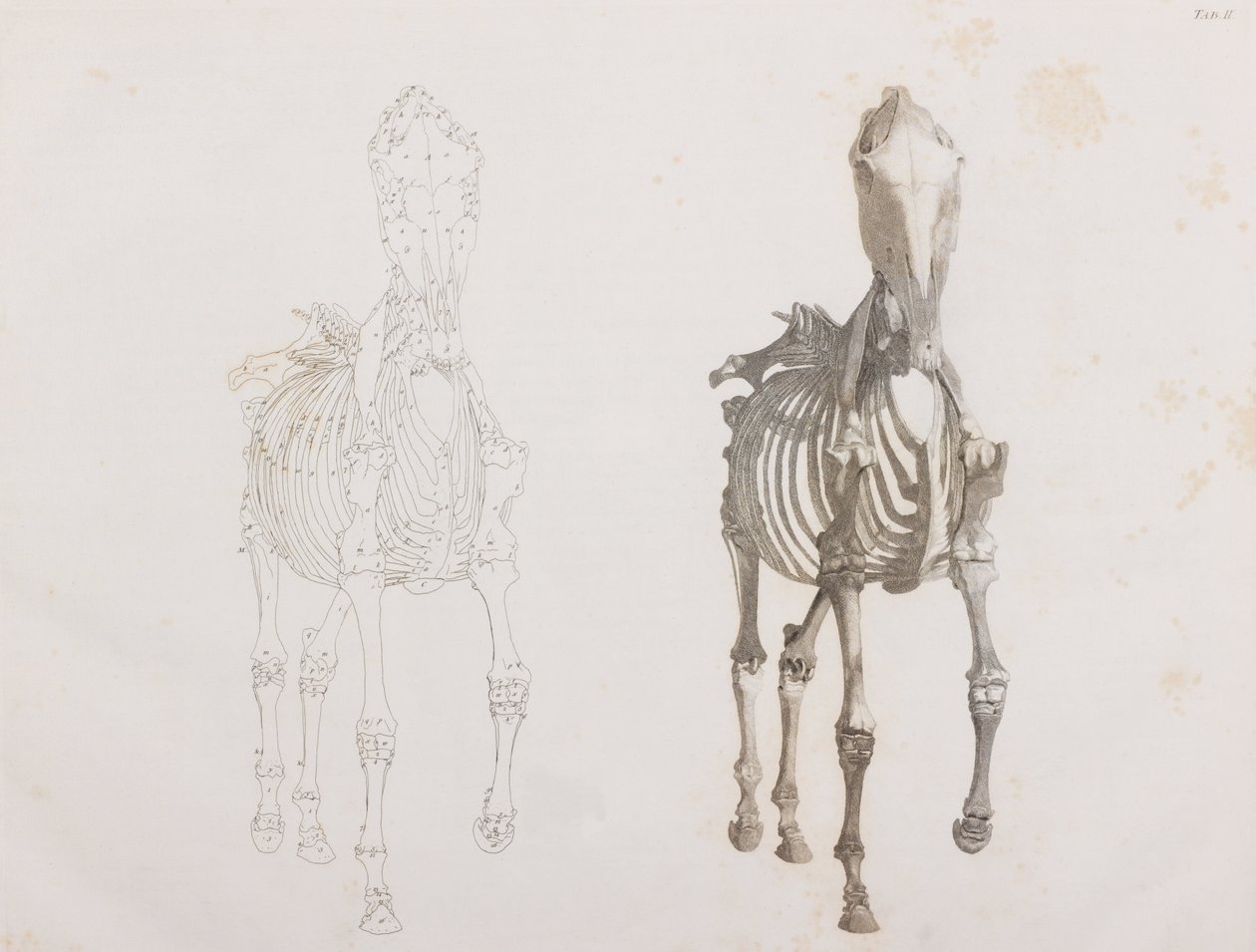 馬の骨格、正面から 作： 不明
