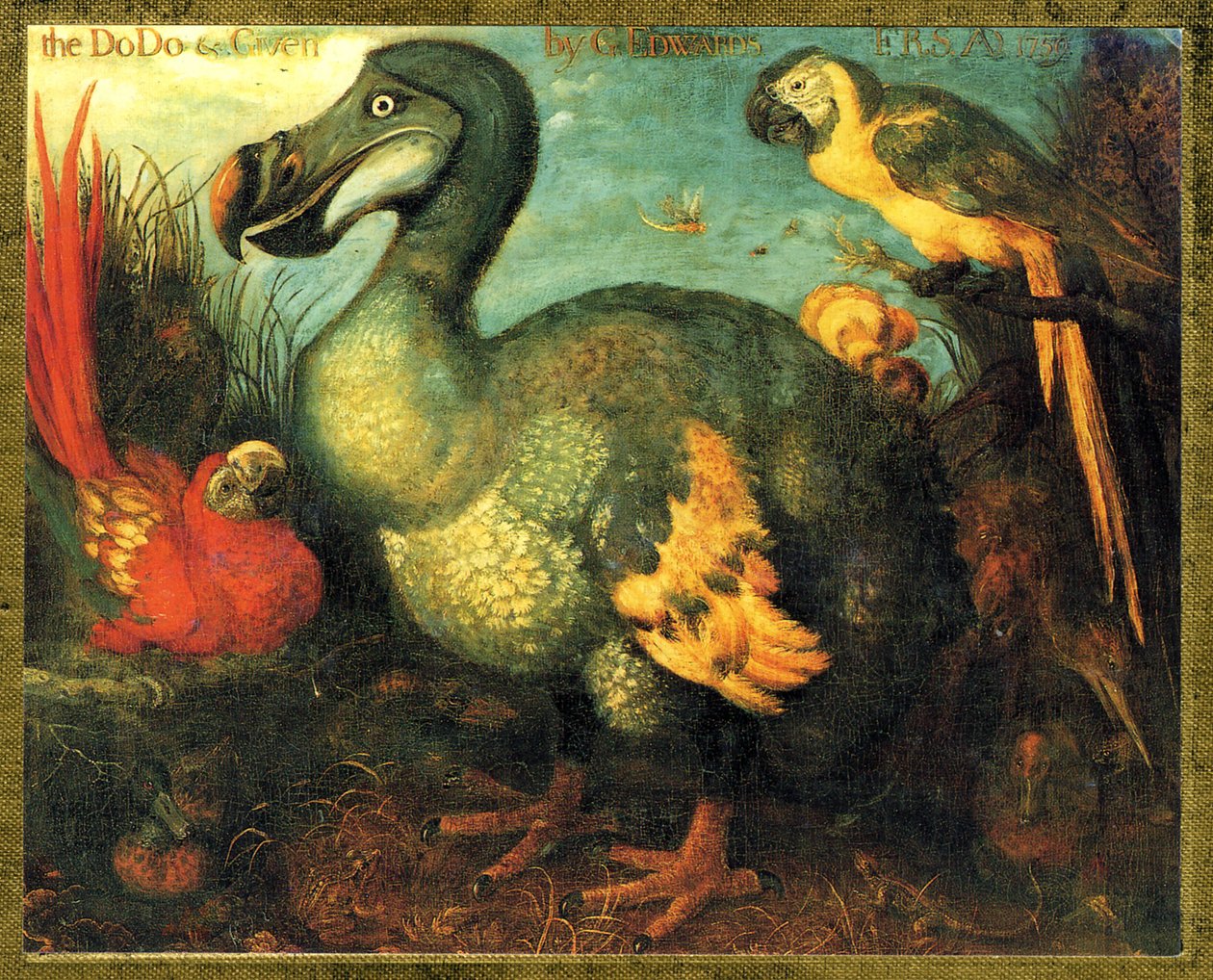 イラスト／Raphus cucullatus／Dodo of Mauritius／Dronte 作： 不明