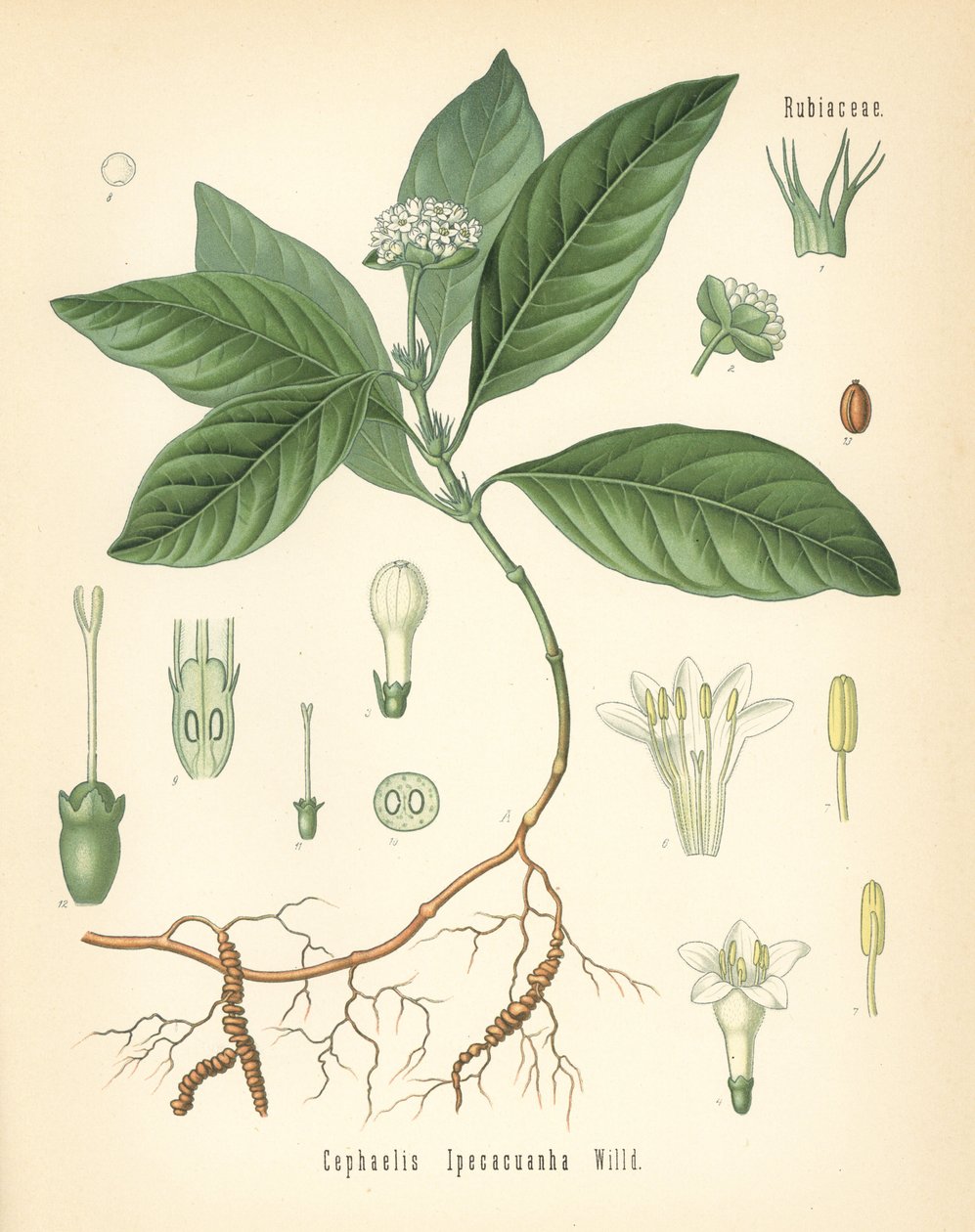 イペカクアンハ、カラピチア・イペカクアンハ（Cephaelis ipecacuanha）。Hermann Adolph Koehler
