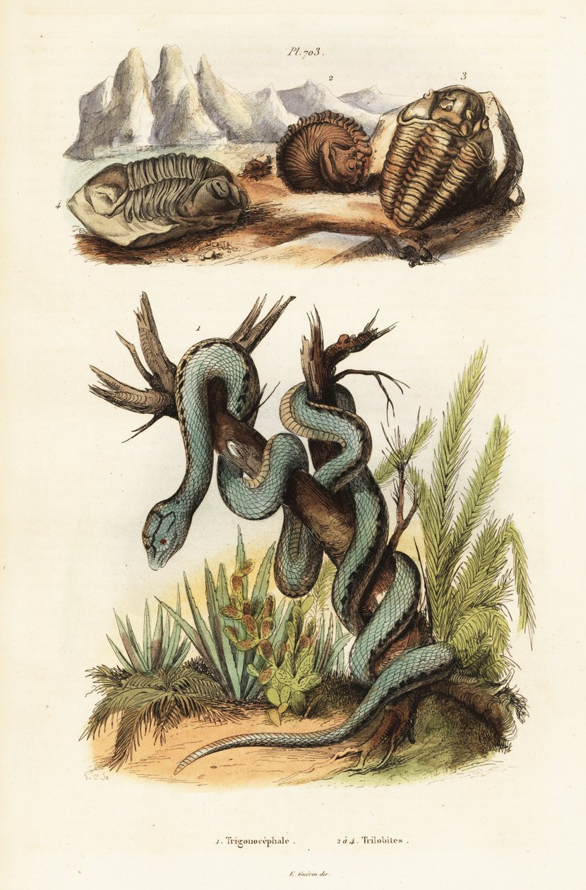 マルティニカンのマムシと絶滅した三葉虫。 作： 無名の画家