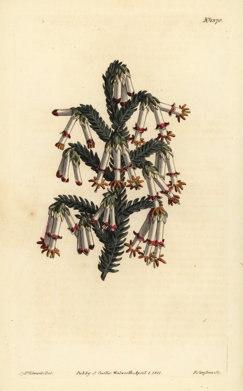 Monadelphous heath, Erica monadelpha 作： 不明