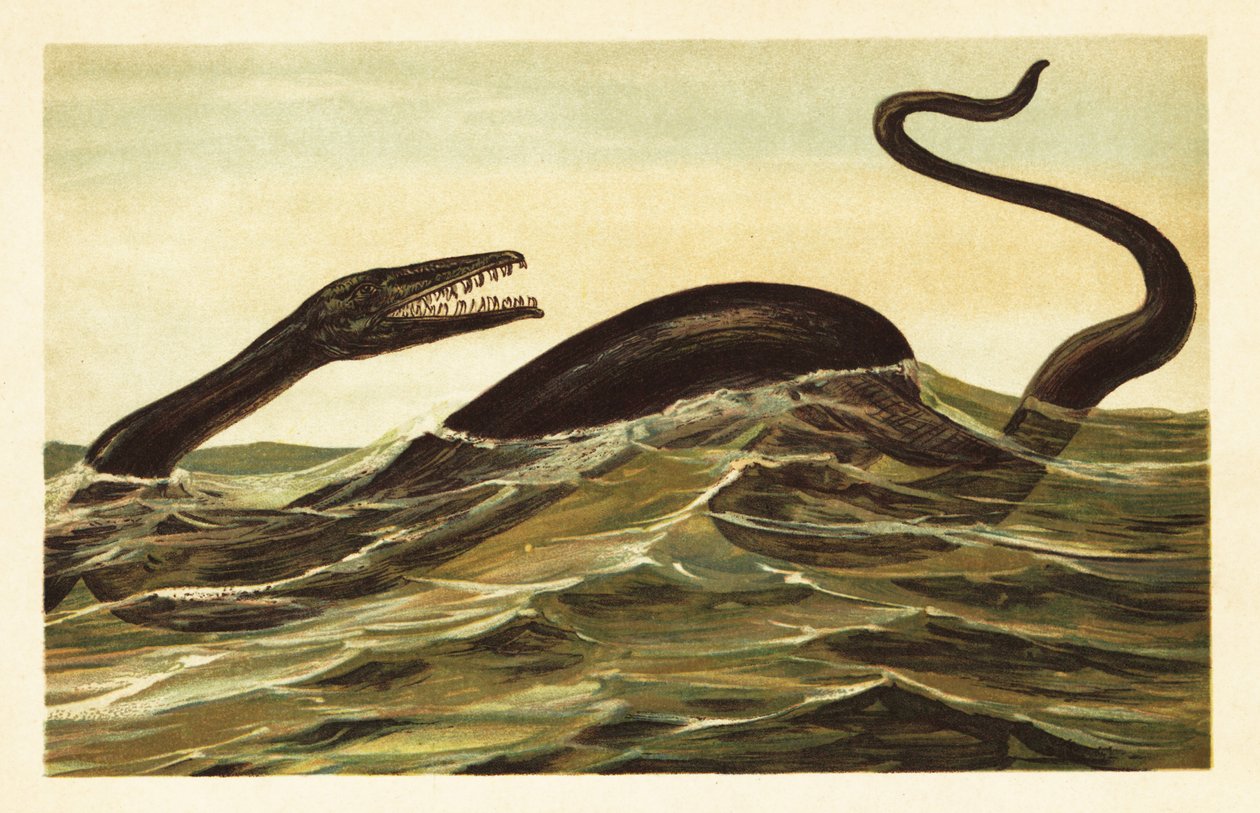 Mosasaurus hoffmannii、絶滅した水生爬虫類。1908 年 (リトグラフ) 作： 無名の画家