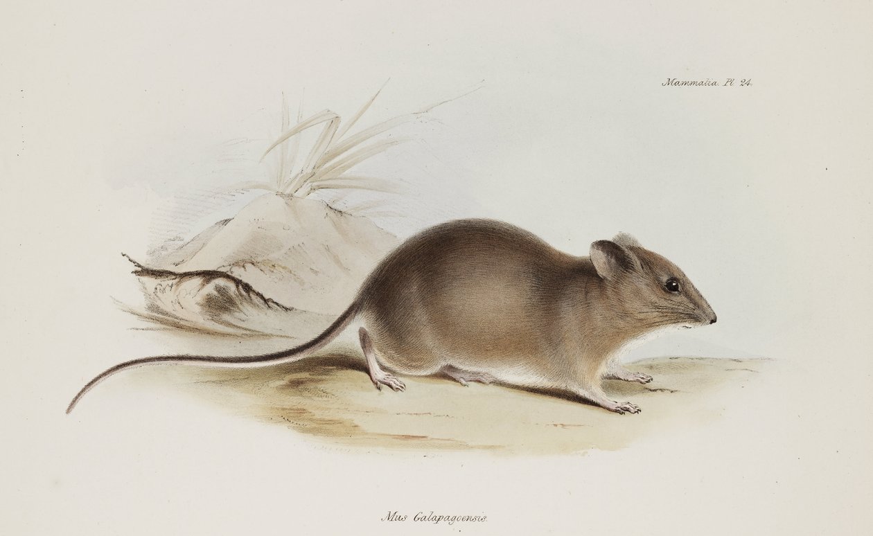 ネズミ、ガラパゴス諸島、1832～1836年頃 作： 無名の画家