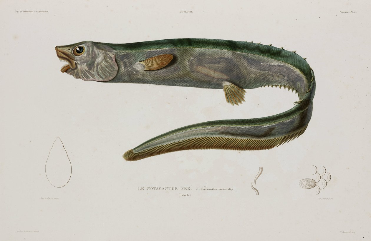 Natacanthus nasus、アイスランド、19 世紀初頭 作： 無名の画家