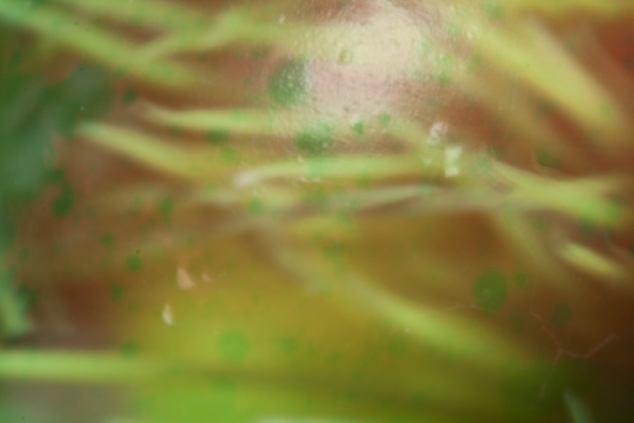 ネスティング（写真） 作： 無名の画家