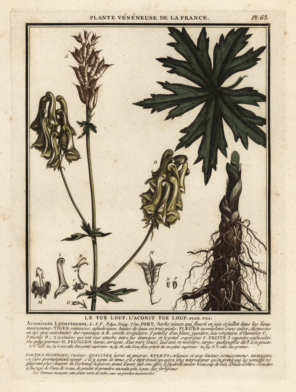 北のオオカミの悩みの種、Aconitum lycoctonum。 作： 無名の画家